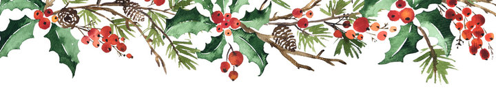 holly border